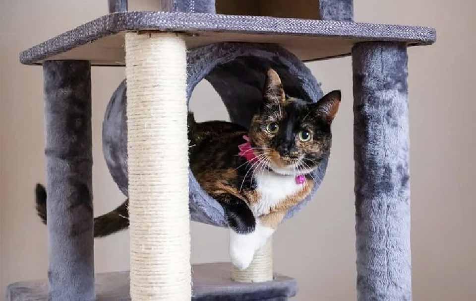 How Long Do Cat Stands Last AllPetSolutions how-long-do-cat-stands-last-allpetsolutions