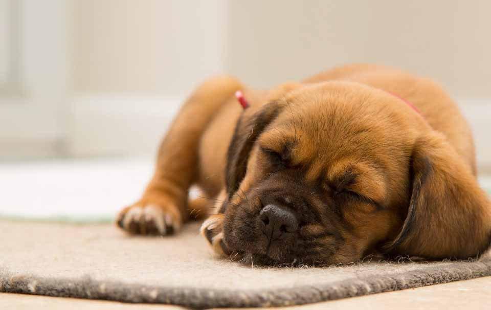 How Long Should You Use Puppy Pads? - AllPetSolutions