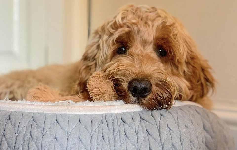 How Often Should I Change or Clean My Dog's Bed? AllPetSolutions