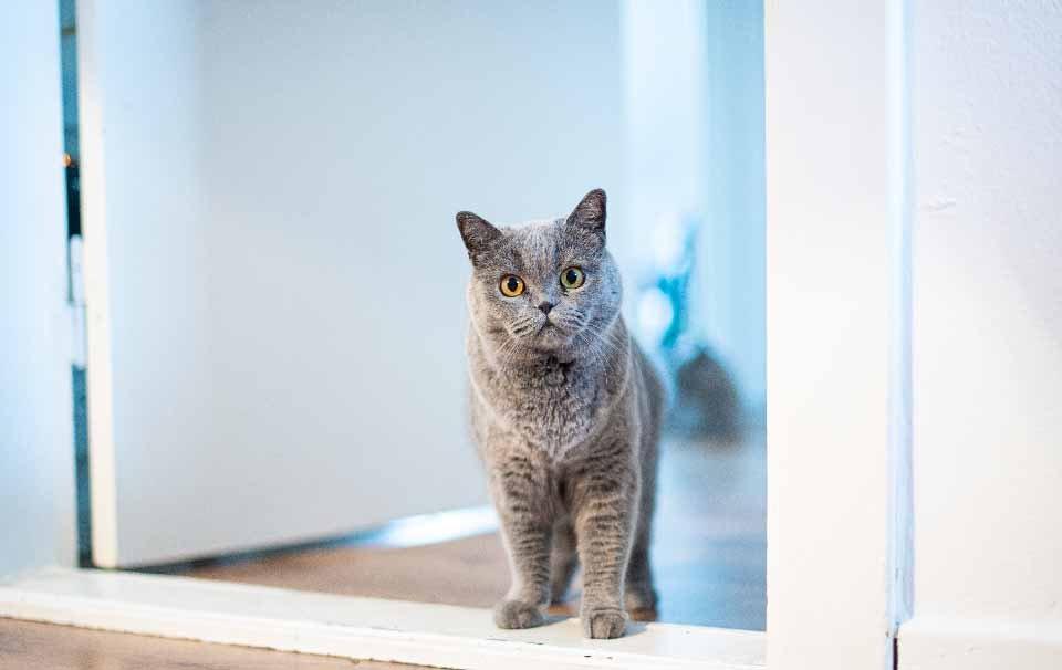 How Often Should You Replace Cat Litter? AllPetSolutions