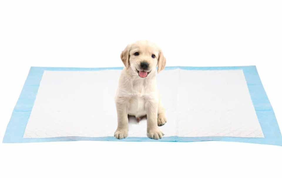 How to Begin Puppy Pad Training? AllPetSolutions