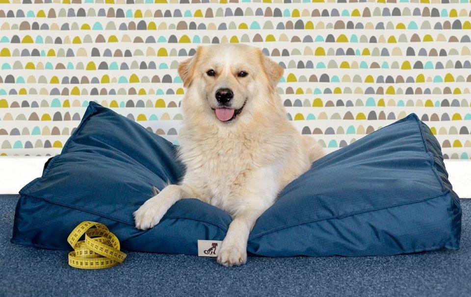 How to Choose the Right Size Dog Bed - AllPetSolutions