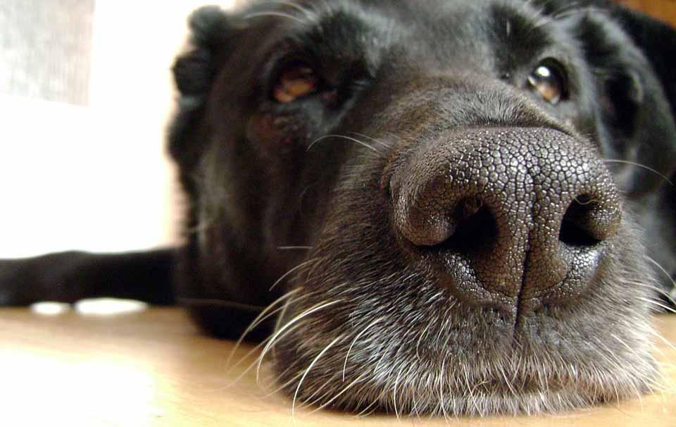 How To Get Rid of Smells on Your Dog - AllPetSolutions