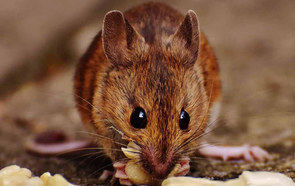 How to Keep Mice and Rats Away From Bird Feeders? AllPetSolutions