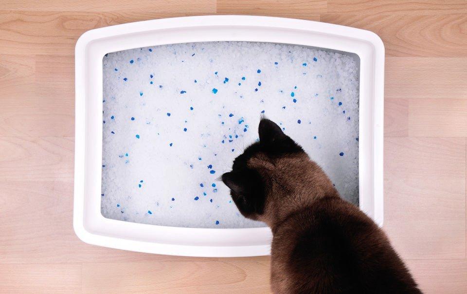 How to Litter Train a Kitten β AllPetSolutions