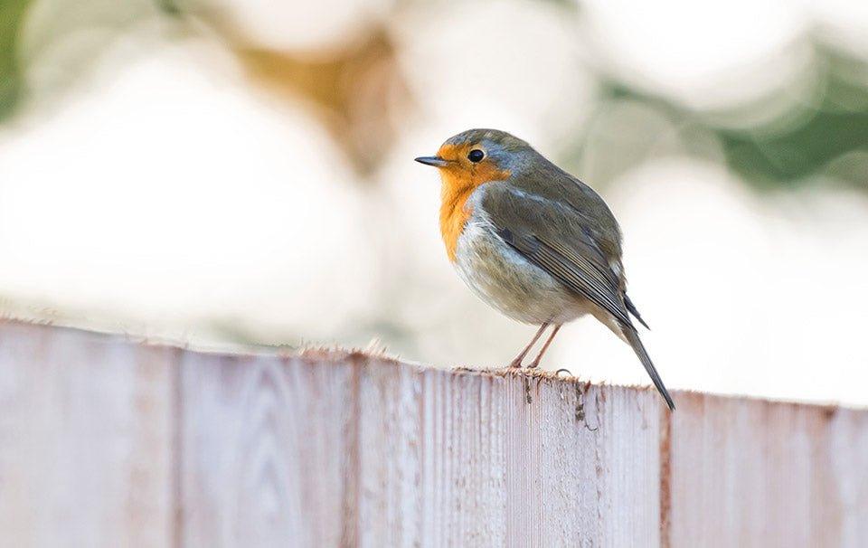 Top 10 Ways to Attracting Birds to Your Garden This Winter ...