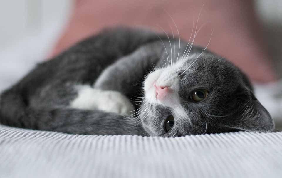 What Type of Bed Do Cats Prefer? AllPetSolutions