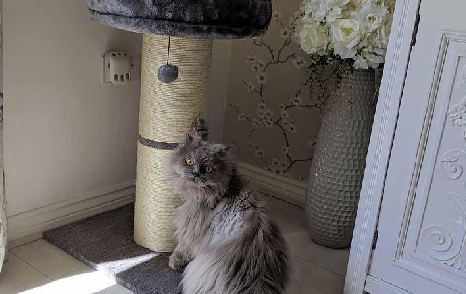 Why Do Cats Like Scratching? AllPetSolutions