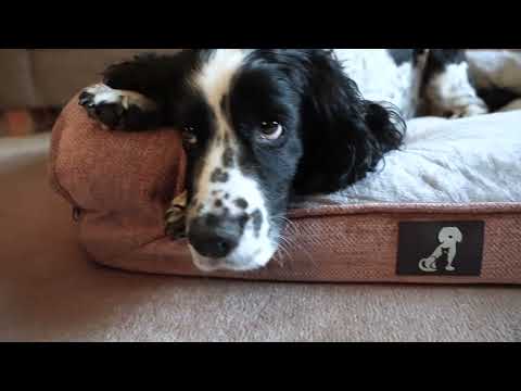 Duke Luxury High Density Foam Sofa Dog Bed Pink Large