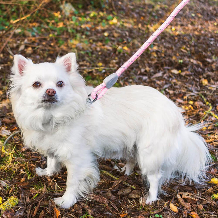 AllPetSolutions Reflective Rope Dog Lead, Blue, 140cm - All Pet Solutions