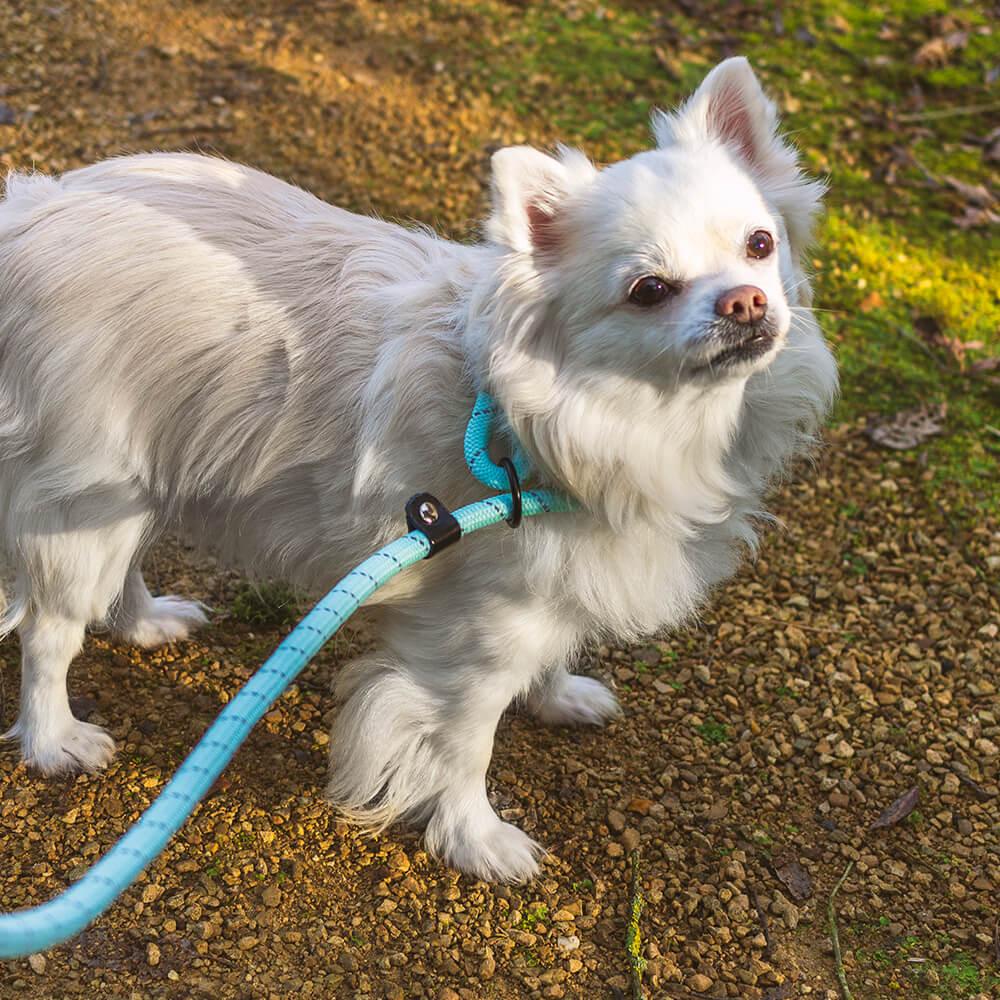 AllPetSolutions Reflective Rope Slip Dog Lead, Blue, 140cm - All Pet Solutions