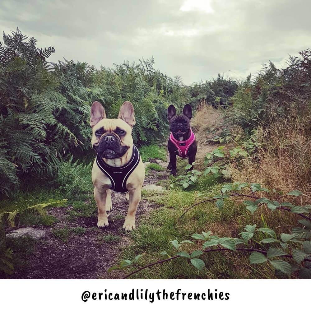 Dog Harness with Reflective Strip in Black S/M/L/XL - All Pet Solutions