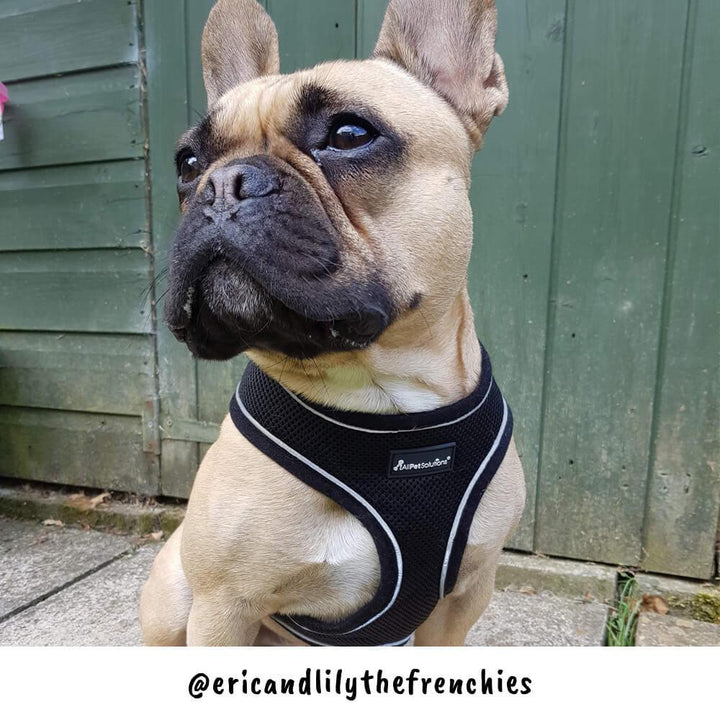Dog Harness with Reflective Strip in Black S/M/L/XL - All Pet Solutions