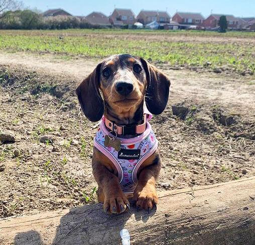 Dog Reflective Strip Harness - Doughnut Print S/M/L - All Pet Solutions