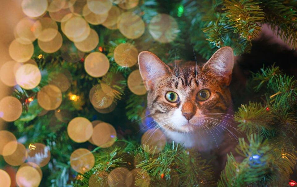 A Cat Christmas List - AllPetSolutions