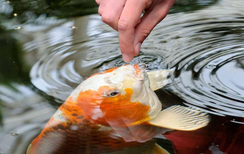 A Guide to Feeding Your Fish - AllPetSolutions