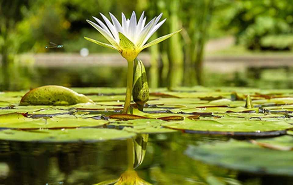 A Stress-Free Guide to Fish Pond Maintenance - AllPetSolutions