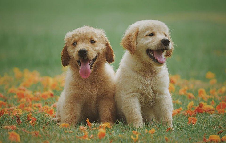 AllPetSolutions: Puppy Nutrition Q&A - AllPetSolutions