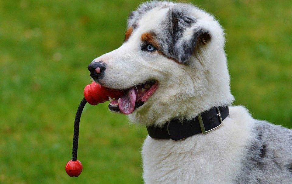 An Introduction to Dog Clicker Training - AllPetSolutions
