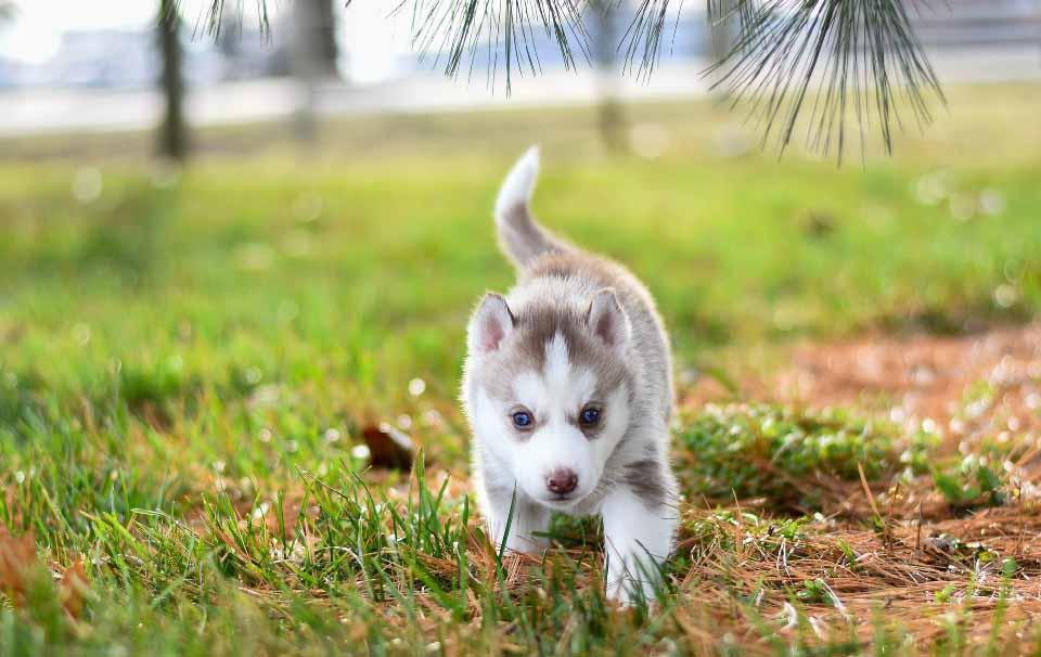 Are Puppy Training Pads a Good Idea? - AllPetSolutions