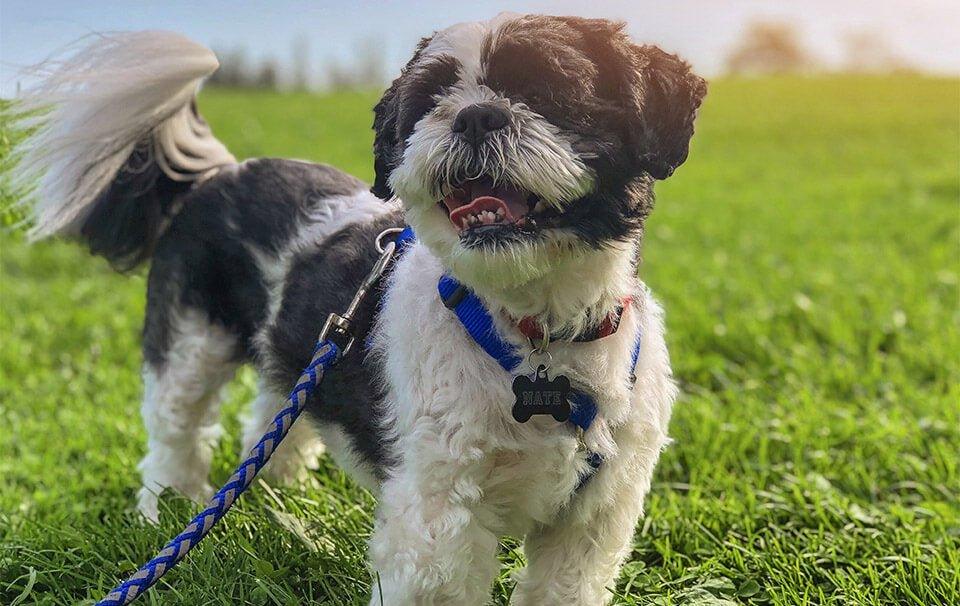 Are Rope Leads Good For Dogs? - AllPetSolutions