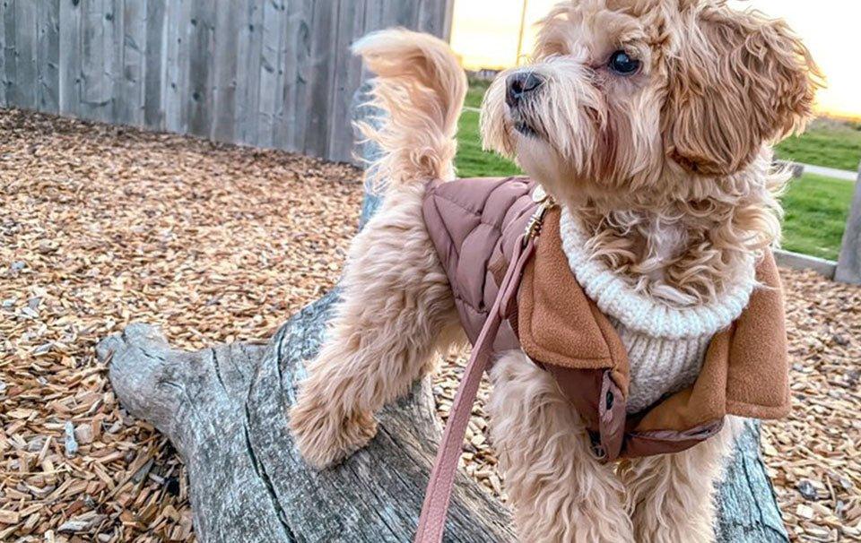 Best Winter Clothes for Your Dog - AllPetSolutions