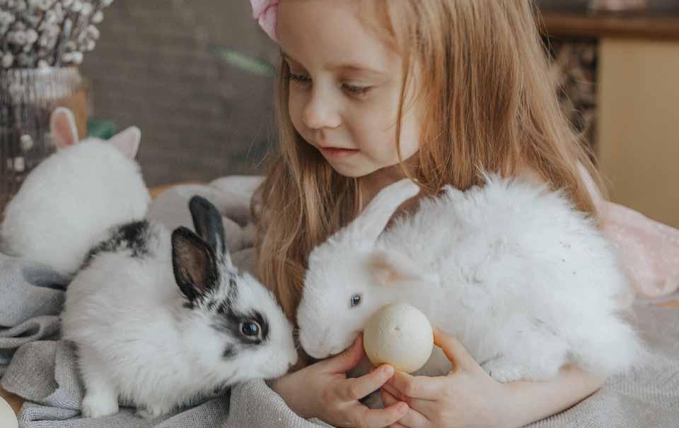 Bunnies are Not Just for Easter! - AllPetSolutions