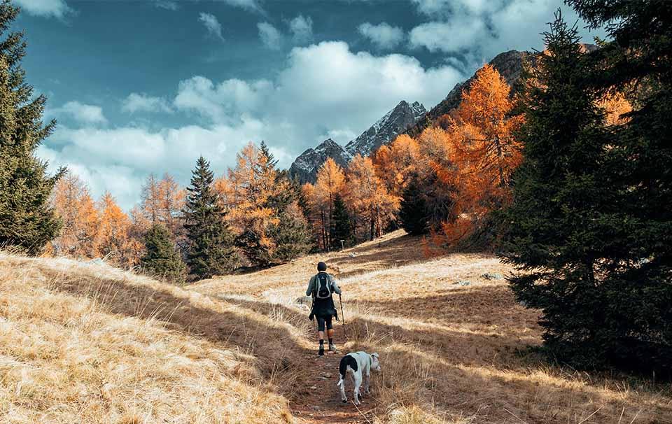 Camping or Hiking With Your Dog - AllPetSolutions