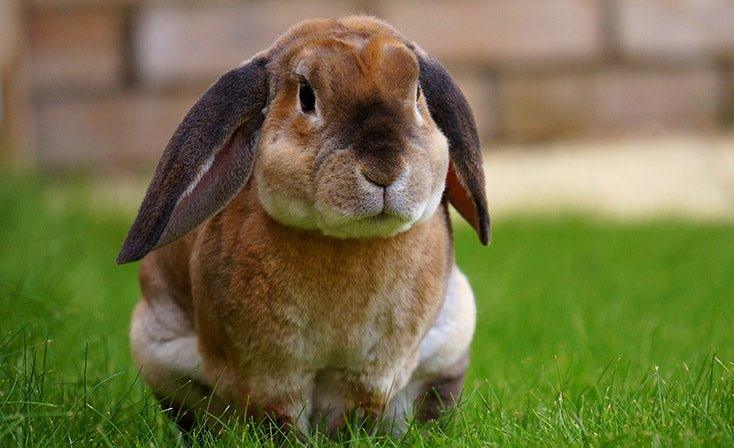 Can I Litter Train My Rabbit? - AllPetSolutions