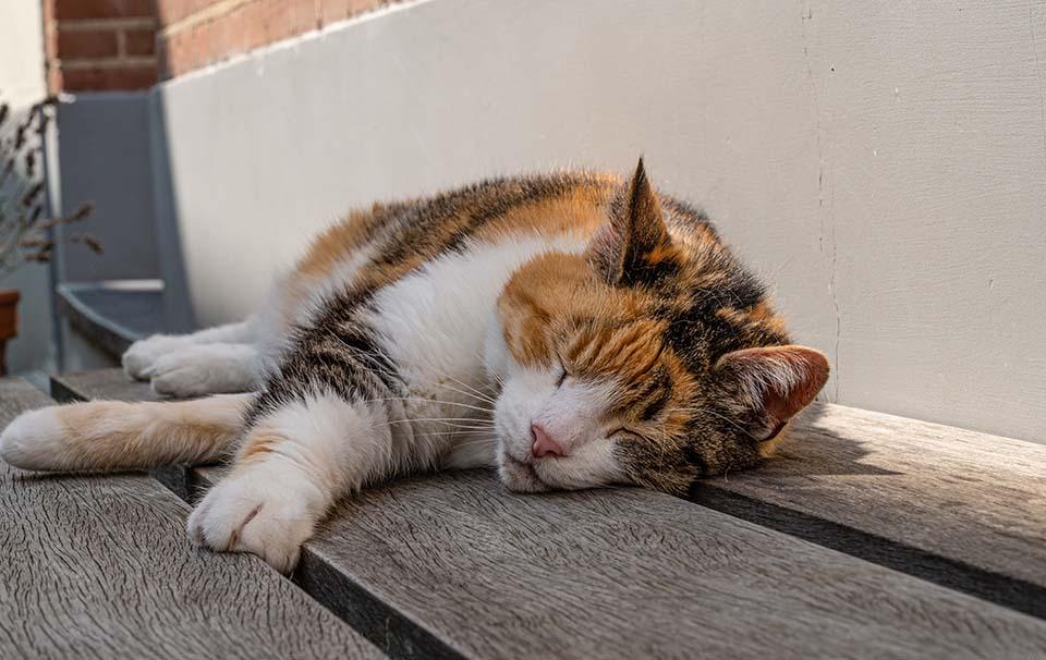 Can My Cat Get Heatstroke? - AllPetSolutions