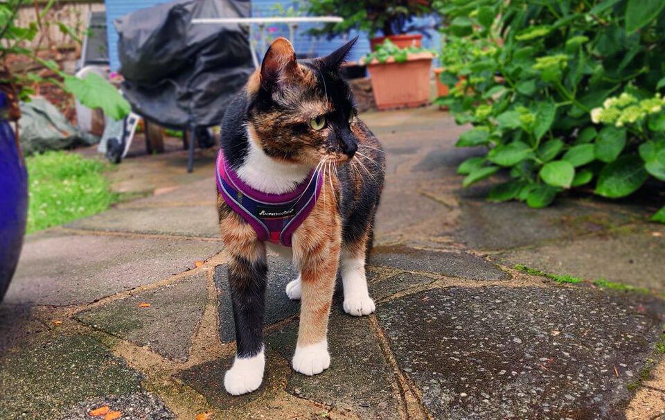 Cat harness - How to walk your cat on a lead and why you should - AllPetSolutions