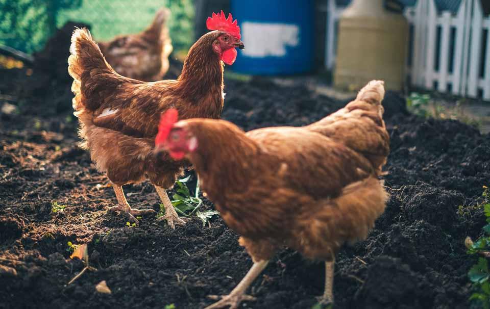Chickens are Not Just for Lockdown! - AllPetSolutions