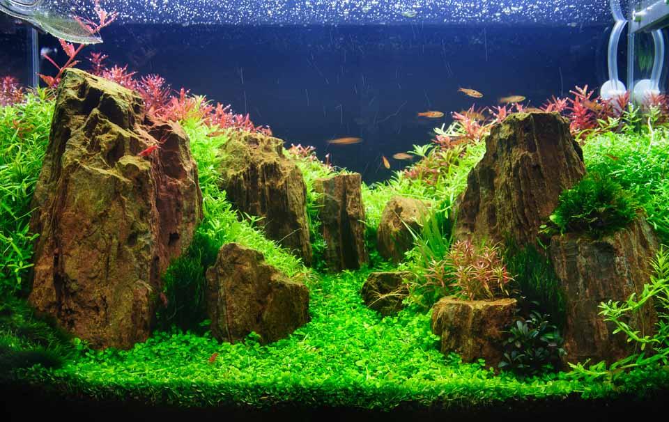 Creating The Best Planted Aquarium - AllPetSolutions