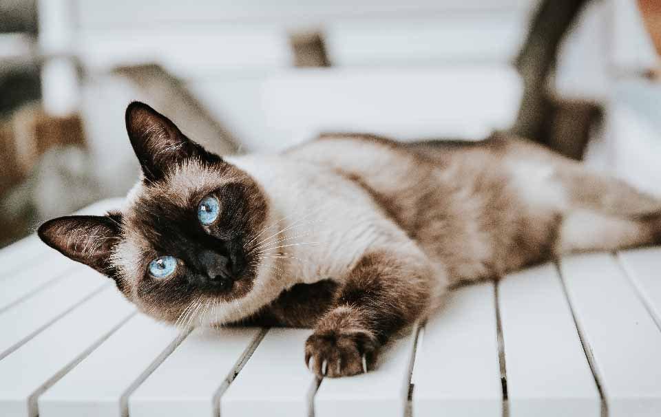 Do All Cats Need Litter Trays? - AllPetSolutions