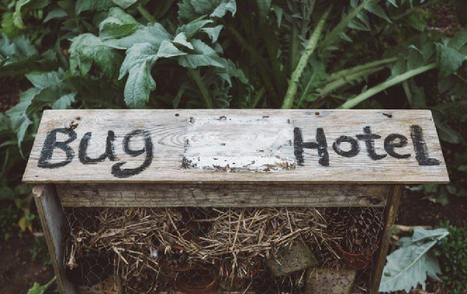 Do Bug Hotels Really Work? - AllPetSolutions