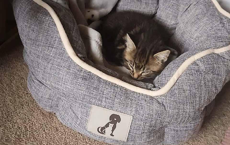 Do Cats Actually Use Cat Beds? - AllPetSolutions