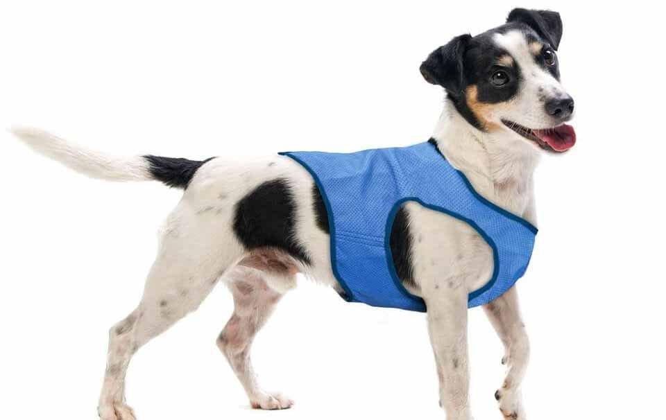 Do Dog Cooling Jackets Work Well? - AllPetSolutions