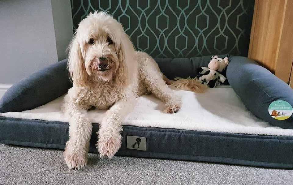 Do Dogs Like Big Beds and Can a Dog Bed be Too Big? - AllPetSolutions