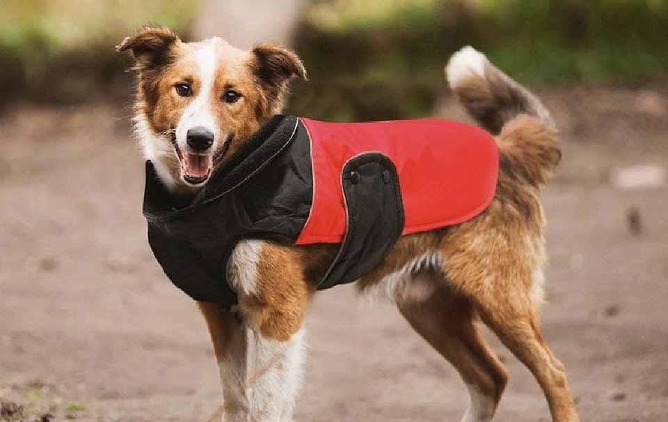 Does My Dog Need a Waterproof Jacket? - AllPetSolutions