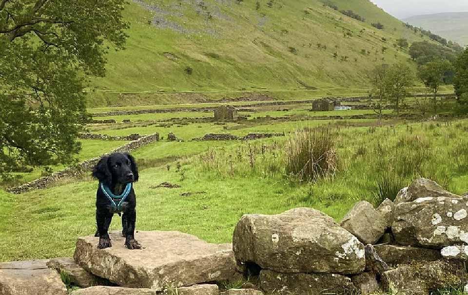 Dog-Friendly Places in the UK to Celebrate 'Take a Walk in the Park Day' - AllPetSolutions