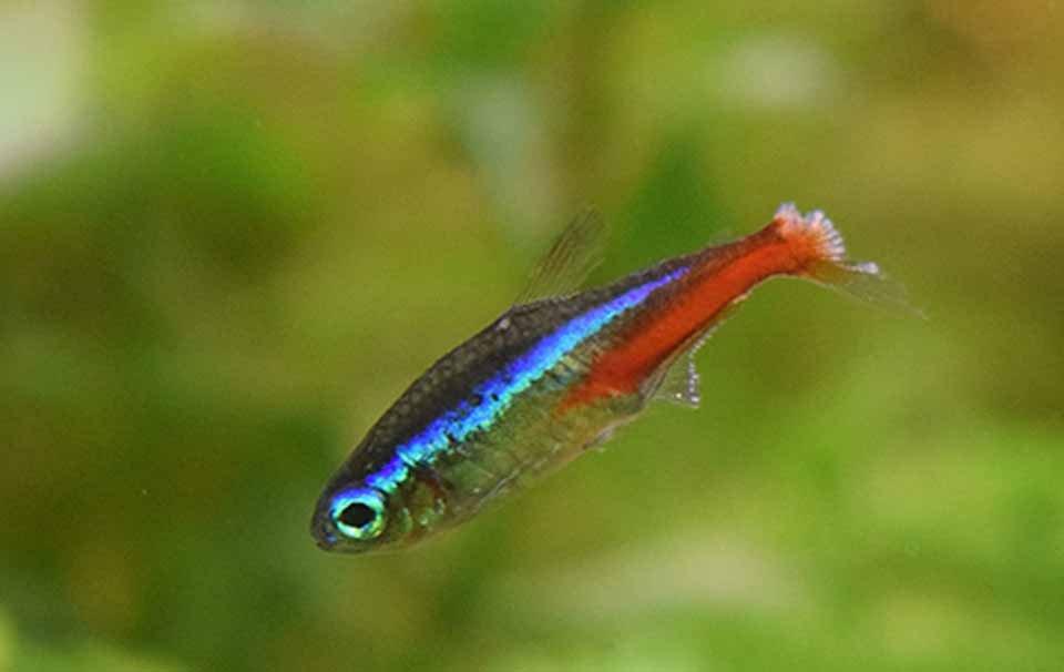 Fish Diseases: Their Symptoms & How To Treat Them - AllPetSolutions
