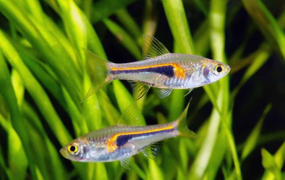 Five Fish That Make The Perfect First Pet - AllPetSolutions