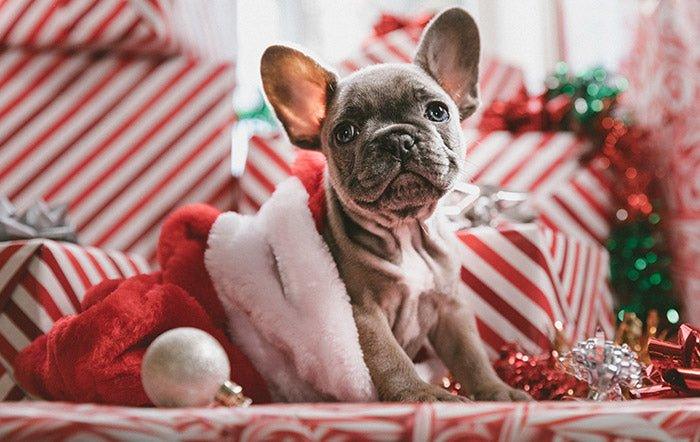 Holiday Hazards in Your Home this Christmas - AllPetSolutions