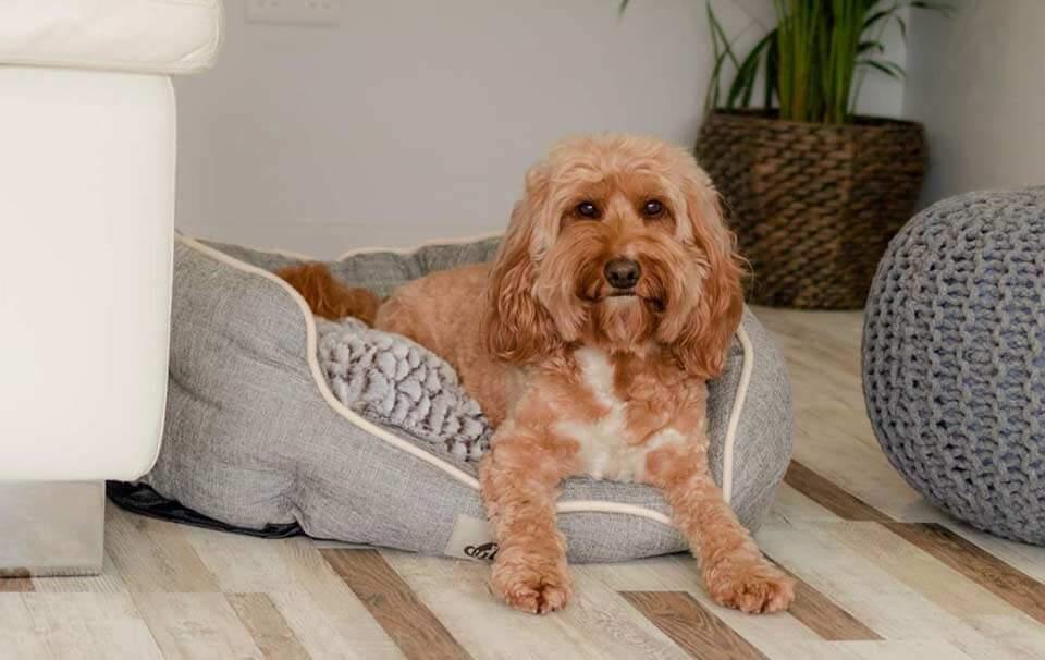 How do I Choose the Best Dog Bed? - AllPetSolutions