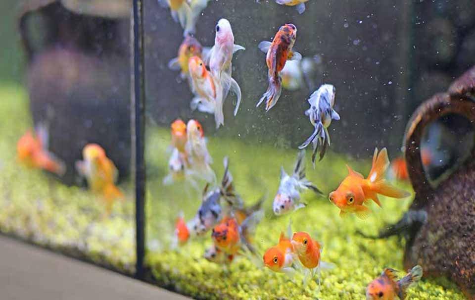 How Do I Clean My Aquarium? - AllPetSolutions