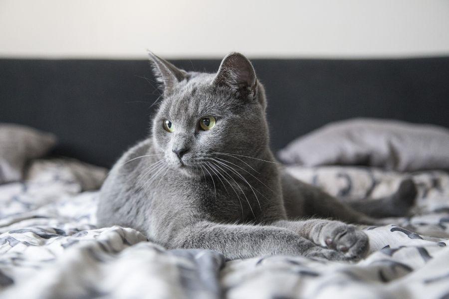 How Do You Keep Indoor Cats Entertained? - AllPetSolutions