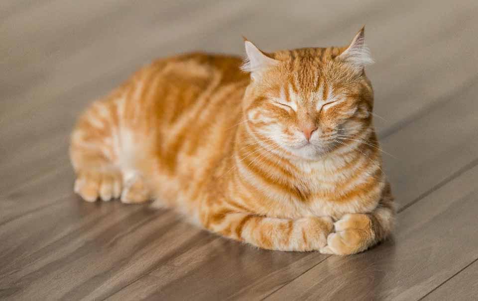 How Long Does Cat Litter Last? - AllPetSolutions