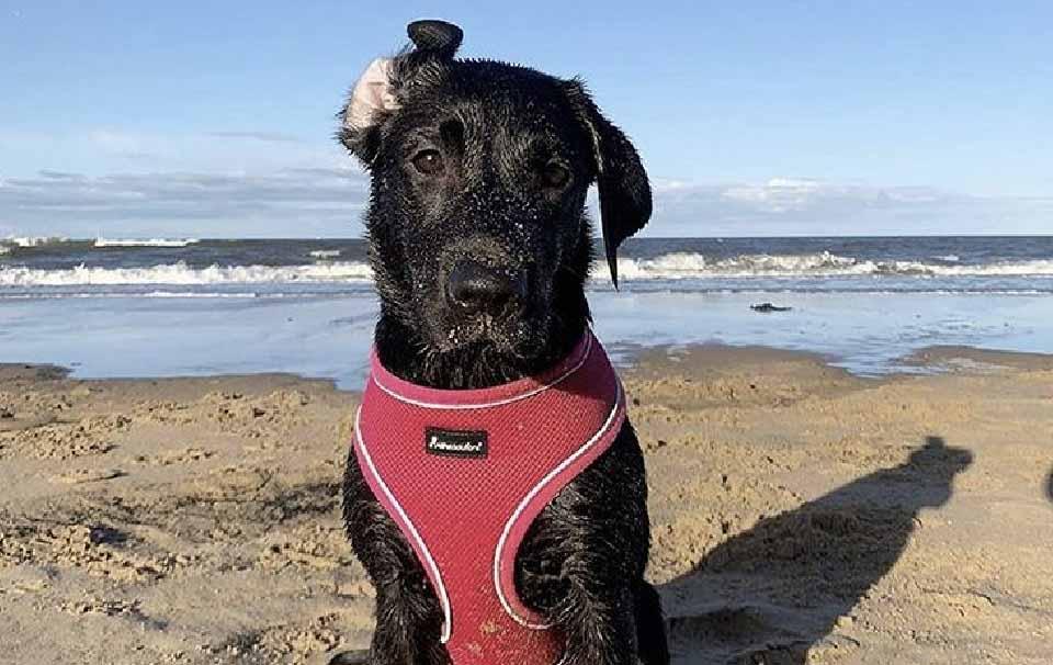 How Often Should I Wash My Dog's Jacket and Harness? - AllPetSolutions