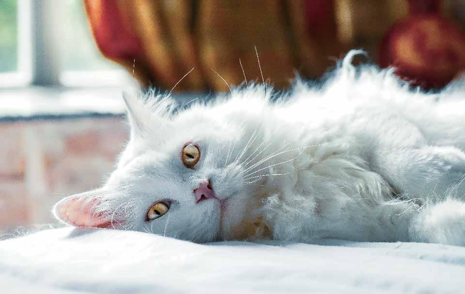 How Often Should You Replace a Cat Litter Tray? - AllPetSolutions