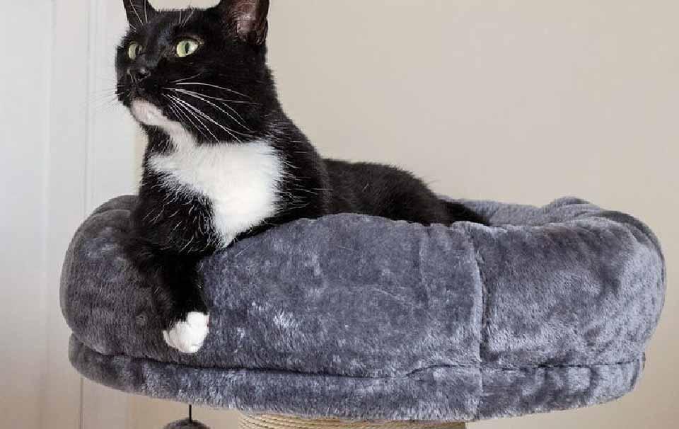 How Often Should You Replace a Cat Stand? - AllPetSolutions